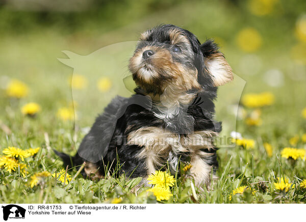 Yorkshire Terrier auf Wiese / Yorkshire Terrier on meadow / RR-81753