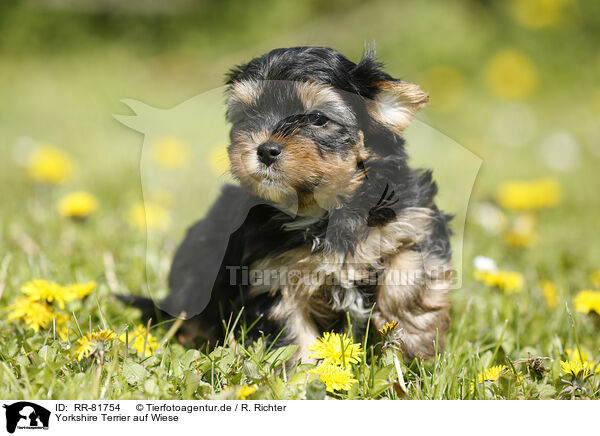 Yorkshire Terrier auf Wiese / Yorkshire Terrier on meadow / RR-81754
