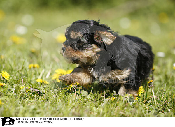 Yorkshire Terrier auf Wiese / Yorkshire Terrier on meadow / RR-81756