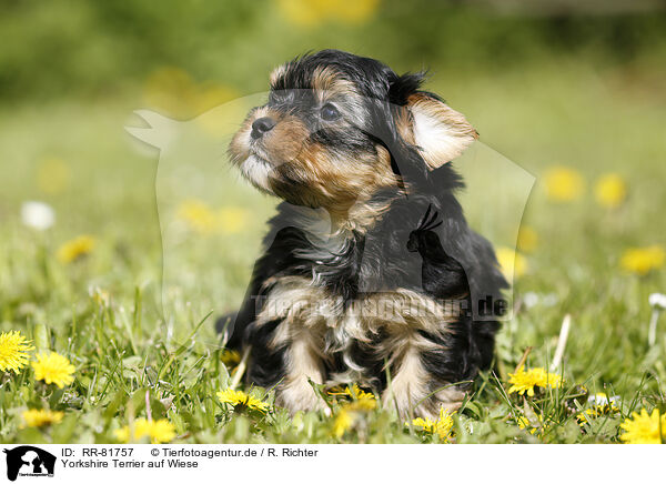 Yorkshire Terrier auf Wiese / Yorkshire Terrier on meadow / RR-81757
