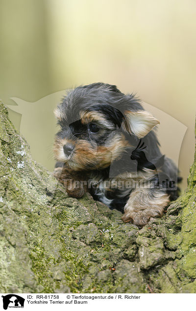 Yorkshire Terrier auf Baum / Yorkshire Terrier on tree / RR-81758