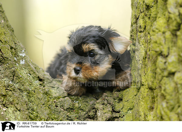 Yorkshire Terrier auf Baum / Yorkshire Terrier on tree / RR-81759