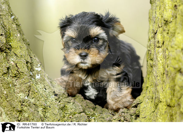Yorkshire Terrier auf Baum / Yorkshire Terrier on tree / RR-81760