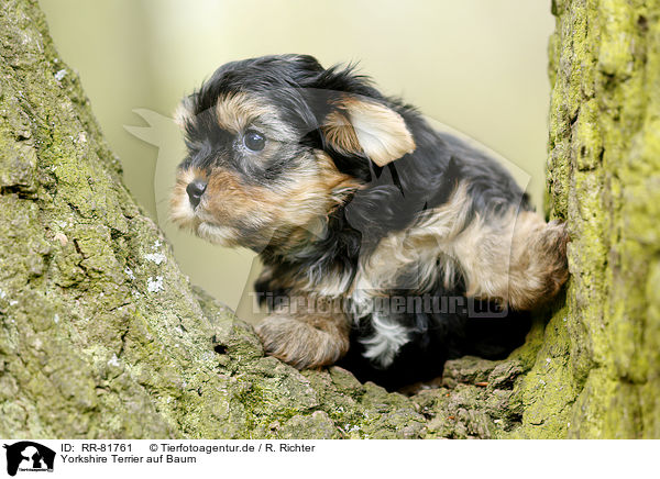 Yorkshire Terrier auf Baum / Yorkshire Terrier on tree / RR-81761