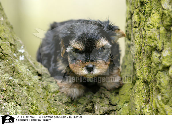 Yorkshire Terrier auf Baum / Yorkshire Terrier on tree / RR-81763