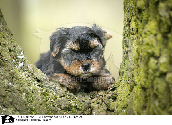 Yorkshire Terrier auf Baum / Yorkshire Terrier on tree / RR-81764