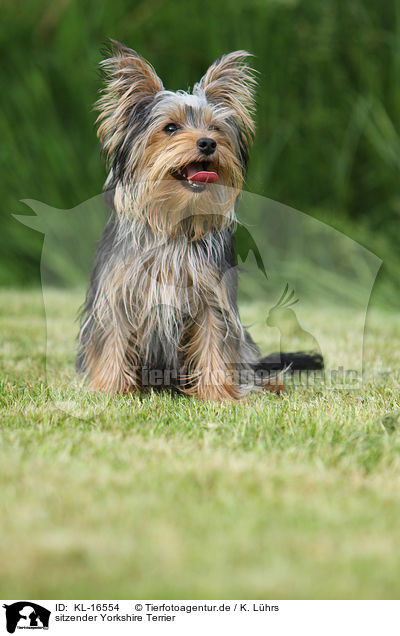 sitzender Yorkshire Terrier / sitting Yorkshire Terrier / KL-16554
