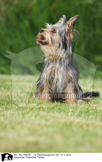 sitzender Yorkshire Terrier / sitting Yorkshire Terrier / KL-16555