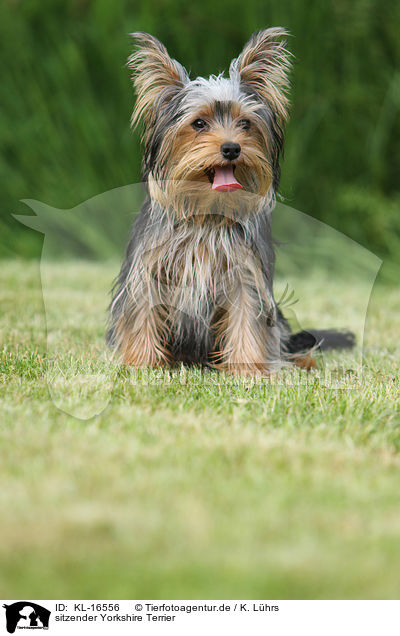 sitzender Yorkshire Terrier / sitting Yorkshire Terrier / KL-16556