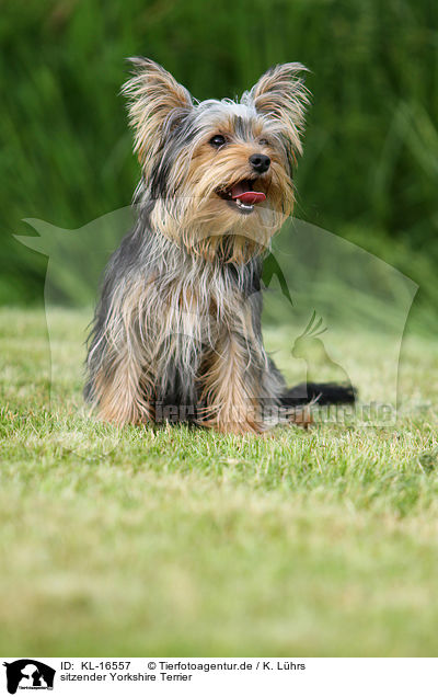 sitzender Yorkshire Terrier / sitting Yorkshire Terrier / KL-16557