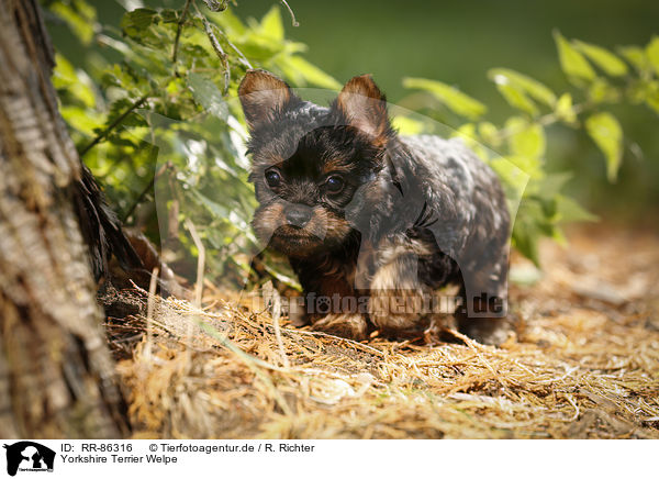 Yorkshire Terrier Welpe / Yorkshire Terrier Puppy / RR-86316