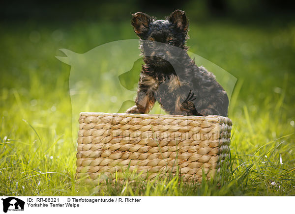 Yorkshire Terrier Welpe / Yorkshire Terrier Puppy / RR-86321