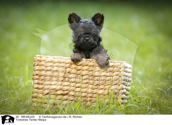 Yorkshire Terrier Welpe / Yorkshire Terrier Puppy / RR-86325