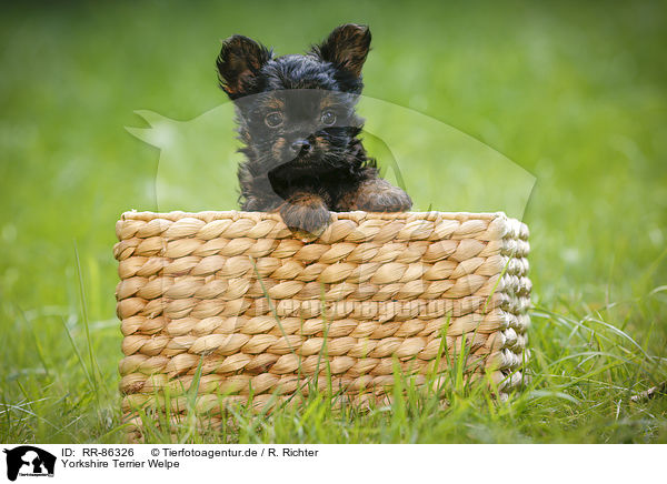 Yorkshire Terrier Welpe / Yorkshire Terrier Puppy / RR-86326