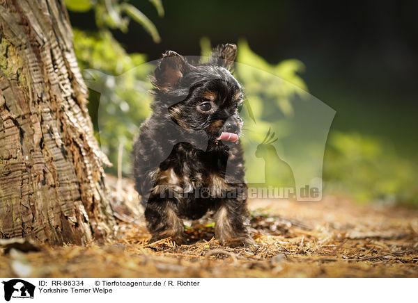 Yorkshire Terrier Welpe / Yorkshire Terrier Puppy / RR-86334