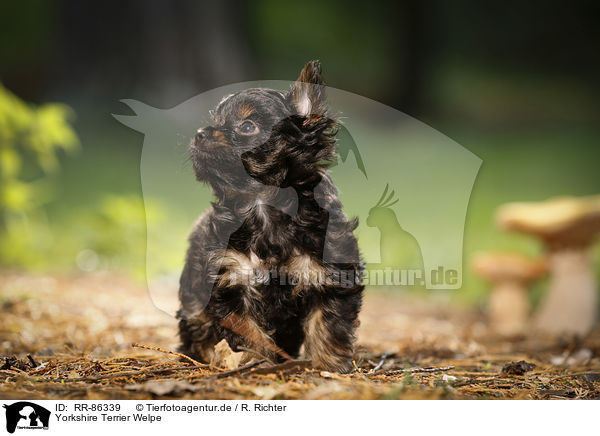 Yorkshire Terrier Welpe / RR-86339