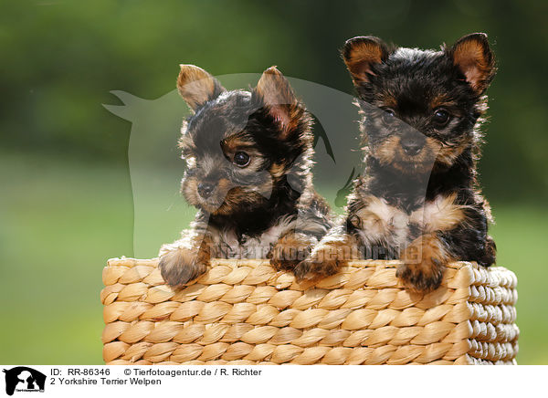 2 Yorkshire Terrier Welpen / 2 Yorkshire Terrier Puppies / RR-86346