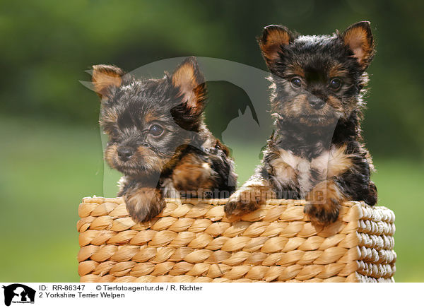 2 Yorkshire Terrier Welpen / 2 Yorkshire Terrier Puppies / RR-86347