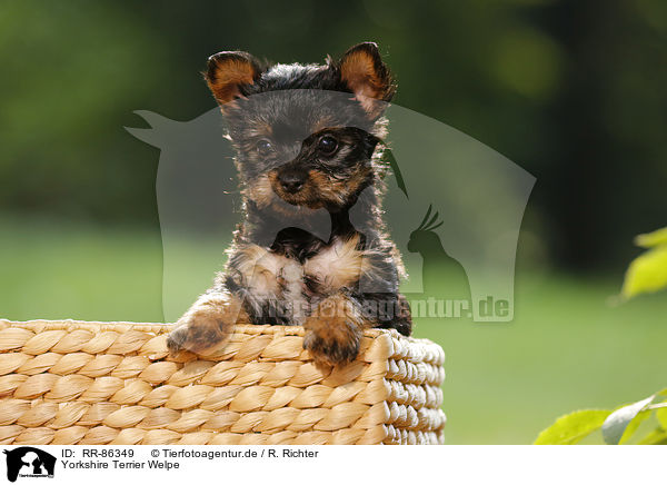 Yorkshire Terrier Welpe / Yorkshire Terrier Puppy / RR-86349