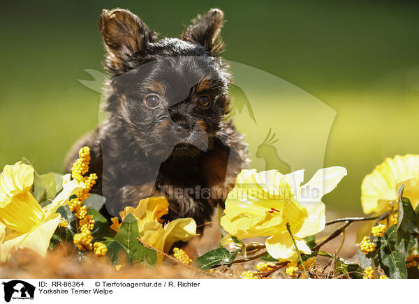 Yorkshire Terrier Welpe / Yorkshire Terrier Puppy / RR-86364