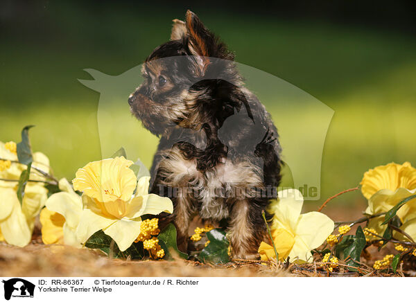 Yorkshire Terrier Welpe / Yorkshire Terrier Puppy / RR-86367