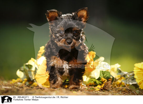 Yorkshire Terrier Welpe / Yorkshire Terrier Puppy / RR-86371