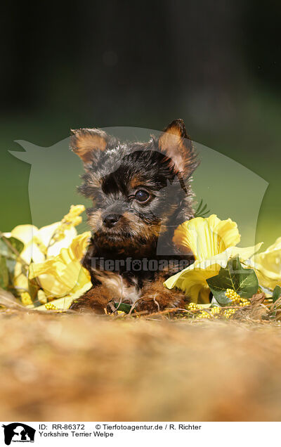 Yorkshire Terrier Welpe / Yorkshire Terrier Puppy / RR-86372