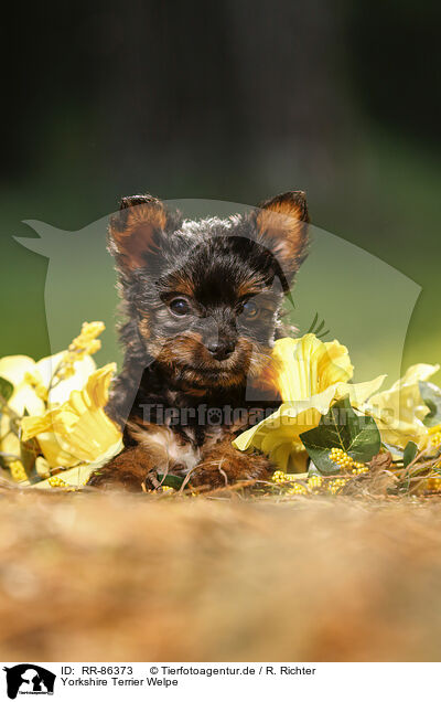 Yorkshire Terrier Welpe / Yorkshire Terrier Puppy / RR-86373