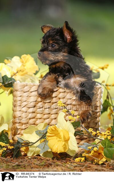 Yorkshire Terrier Welpe / Yorkshire Terrier Puppy / RR-86374