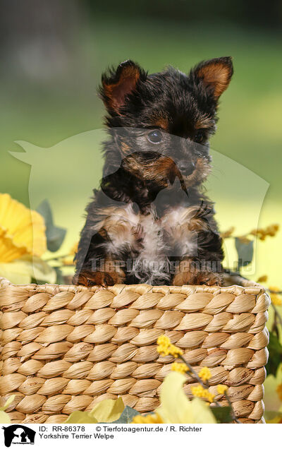 Yorkshire Terrier Welpe / Yorkshire Terrier Puppy / RR-86378