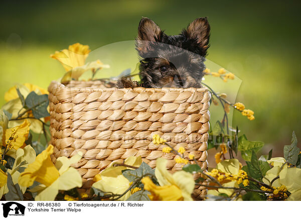 Yorkshire Terrier Welpe / Yorkshire Terrier Puppy / RR-86380