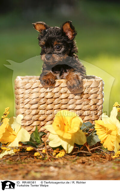Yorkshire Terrier Welpe / Yorkshire Terrier Puppy / RR-86381