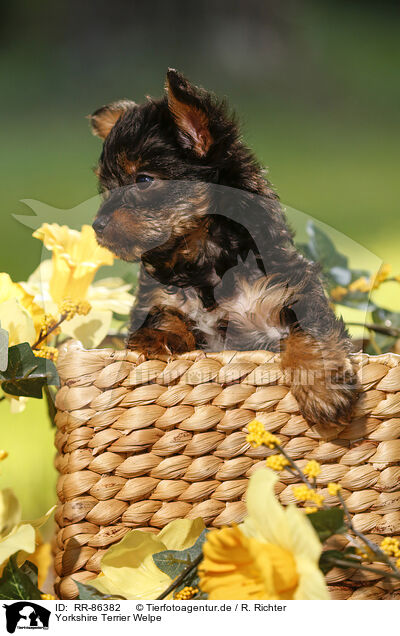 Yorkshire Terrier Welpe / Yorkshire Terrier Puppy / RR-86382