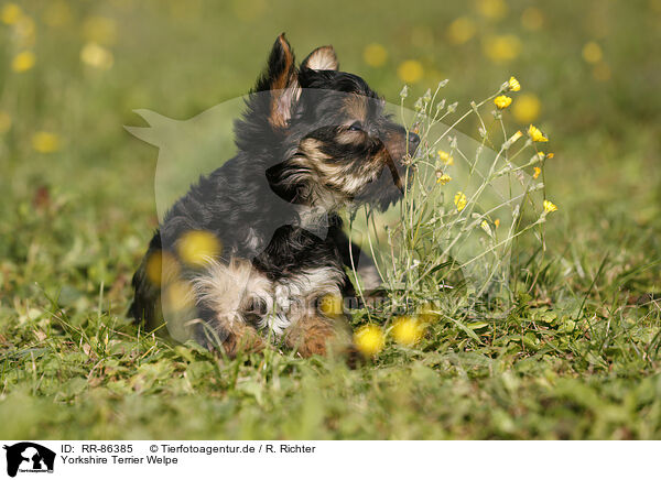 Yorkshire Terrier Welpe / Yorkshire Terrier Puppy / RR-86385