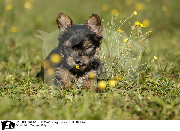 Yorkshire Terrier Welpe / Yorkshire Terrier Puppy / RR-86386