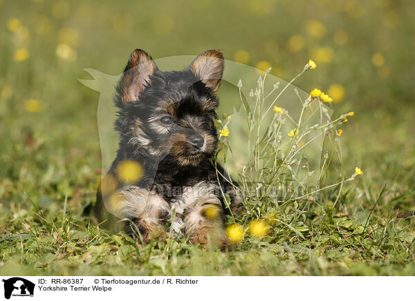Yorkshire Terrier Welpe / Yorkshire Terrier Puppy / RR-86387