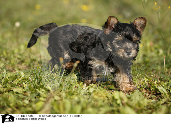 Yorkshire Terrier Welpe / Yorkshire Terrier Puppy / RR-86388