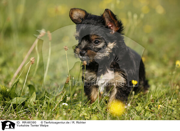 Yorkshire Terrier Welpe / Yorkshire Terrier Puppy / RR-86390