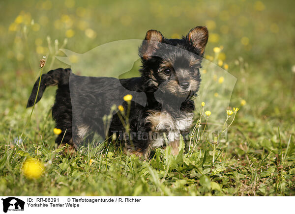 Yorkshire Terrier Welpe / Yorkshire Terrier Puppy / RR-86391