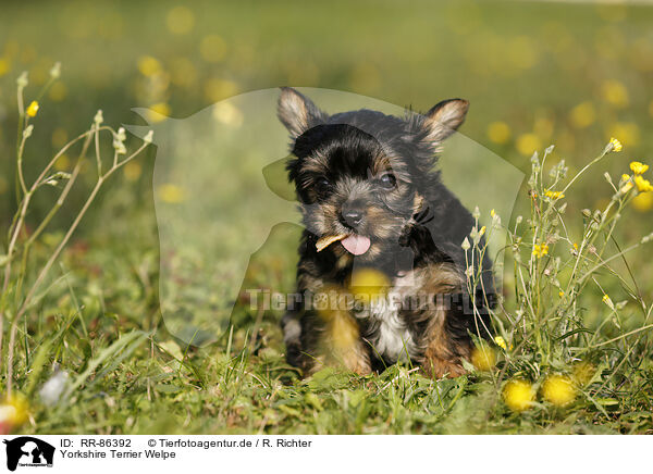 Yorkshire Terrier Welpe / Yorkshire Terrier Puppy / RR-86392