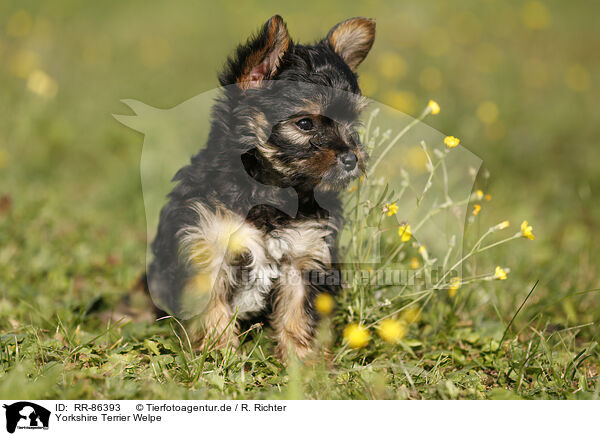 Yorkshire Terrier Welpe / Yorkshire Terrier Puppy / RR-86393