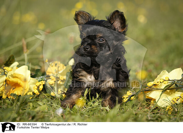 Yorkshire Terrier Welpe / Yorkshire Terrier Puppy / RR-86394