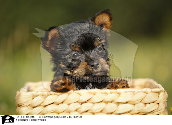 Yorkshire Terrier Welpe / Yorkshire Terrier Puppy / RR-86395