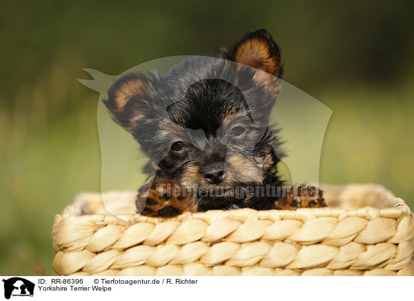 Yorkshire Terrier Welpe / Yorkshire Terrier Puppy / RR-86396