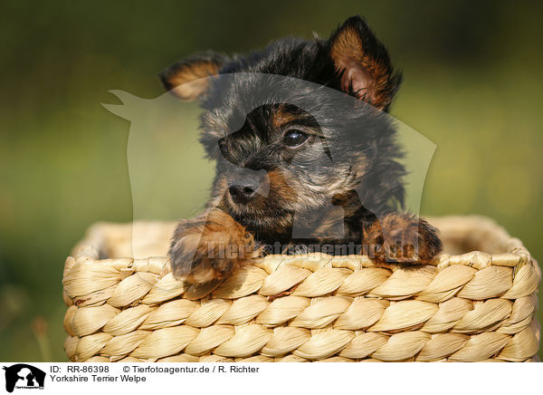Yorkshire Terrier Welpe / Yorkshire Terrier Puppy / RR-86398