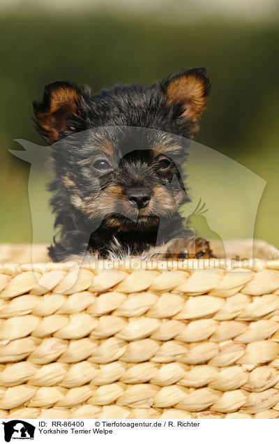 Yorkshire Terrier Welpe / Yorkshire Terrier Puppy / RR-86400