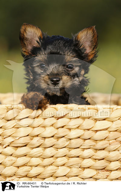 Yorkshire Terrier Welpe / Yorkshire Terrier Puppy / RR-86401
