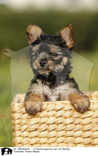 Yorkshire Terrier Welpe / Yorkshire Terrier Puppy / RR-86405