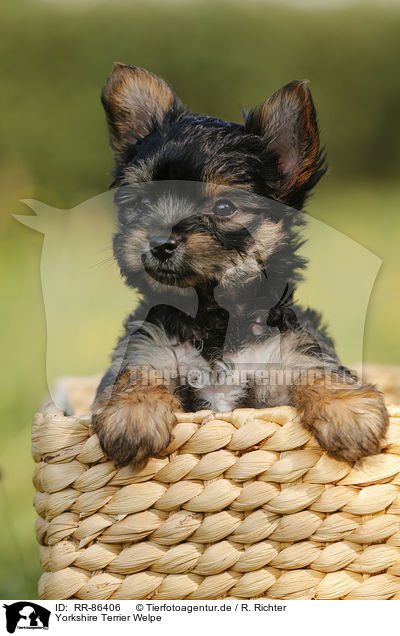 Yorkshire Terrier Welpe / Yorkshire Terrier Puppy / RR-86406
