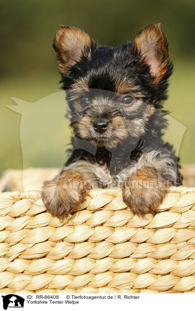 Yorkshire Terrier Welpe / Yorkshire Terrier Puppy / RR-86408